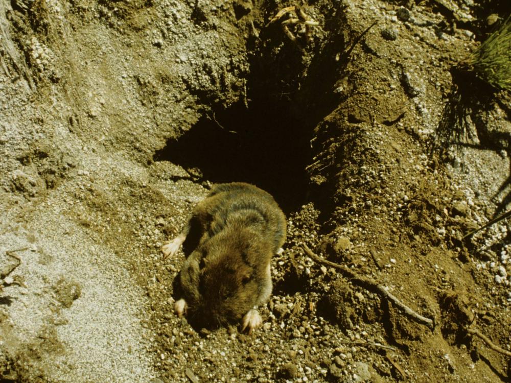A pocket gopher is seen in its home on a meadow in the Butte Camp area on the southern side of Mount St. Helens in southwest Washington state. Gophers were taken to the northern side, which had been devastated by a volcanic eruption.