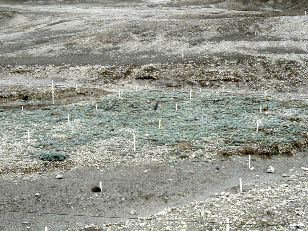 A stripe of gopher-visited land in the Pumice Plain area of Mount St. Helens is thick with vegetation, while surrounding areas remain barren several years after the 1980 eruption.
