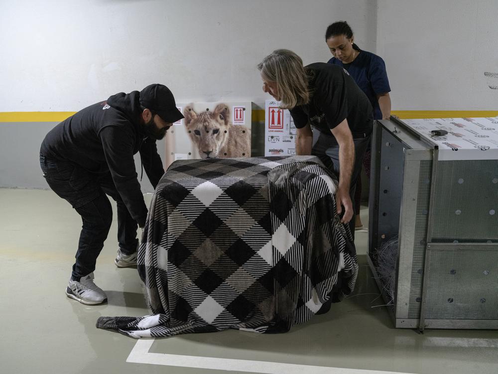Cofounder of Animals Lebanon Jason Mier (right, with light hair) and other animal welfare staff move a crate carrying Sara the lion cub to load it into a vehicle, in Beirut, on Thursday.