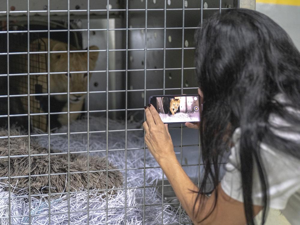 Maggie Shaarawi of Animals Lebanon films Sara the lion cub in a crate before the animal is transferred out of the country on Thursday.