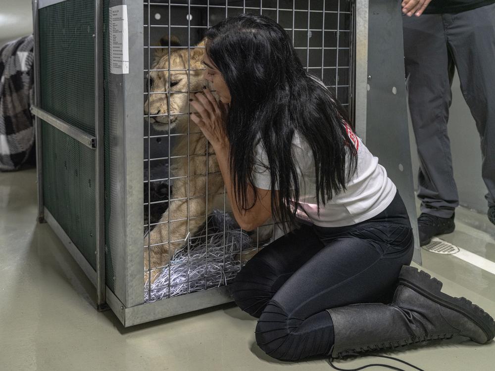 Maggie Shaarawi, vice president of Animals Lebanon, tries to calm Sara the lion cub in Beirut before the animal is transferred out of the country, on Thursday.