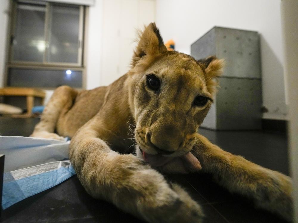 Sara the lion cub plays in an apartment where she was sheltered by the rescue group Animals Lebanon in Beirut, Monday.