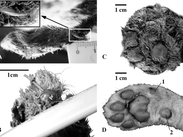 The Siberian permafrost preserved the 3-week-old kitten's fur and claws.