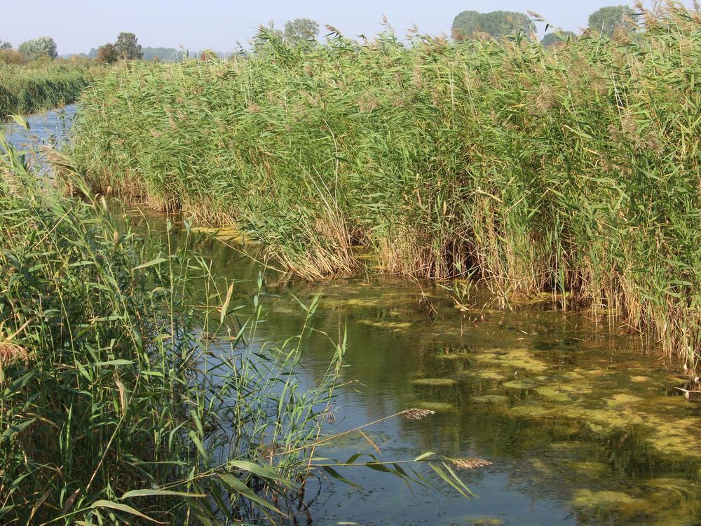 A ditch allows water to drain from a peatland near Greifswald, Germany.