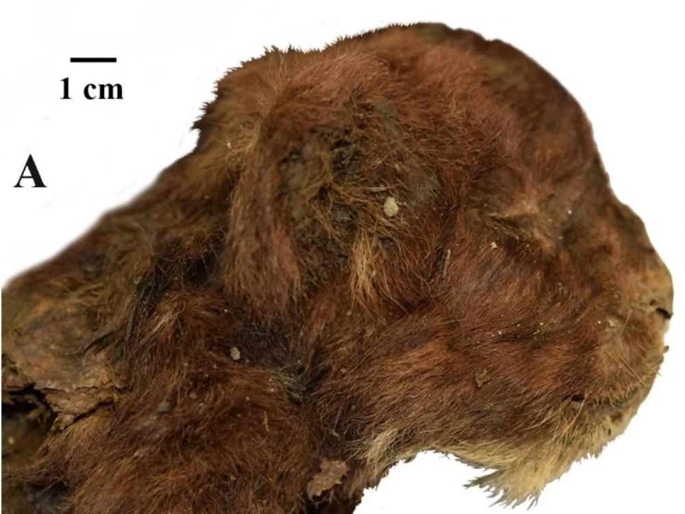 Scientists noted the kitten's unusual muzzle shape in their paper. The kitten had small ears and a large mouth opening.
