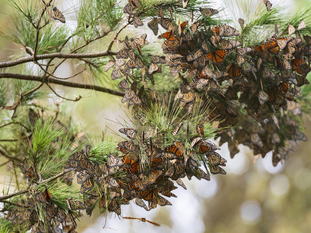Butterflies sit on a pine tree at Monarch Grove Sanctuary in Pacific Grove, Calif. Researchers say that the population of western monarch butterflies is well below what it used to be.