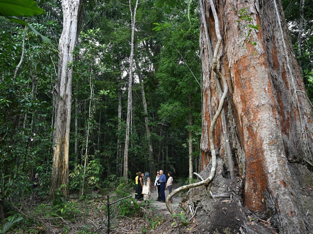 President Biden tours the Museu da Amazonia, a rainforest preserve in Manaus, Brazil, on Nov. 17, 2024, before heading to Rio de Janeiro for the G20 Summit.