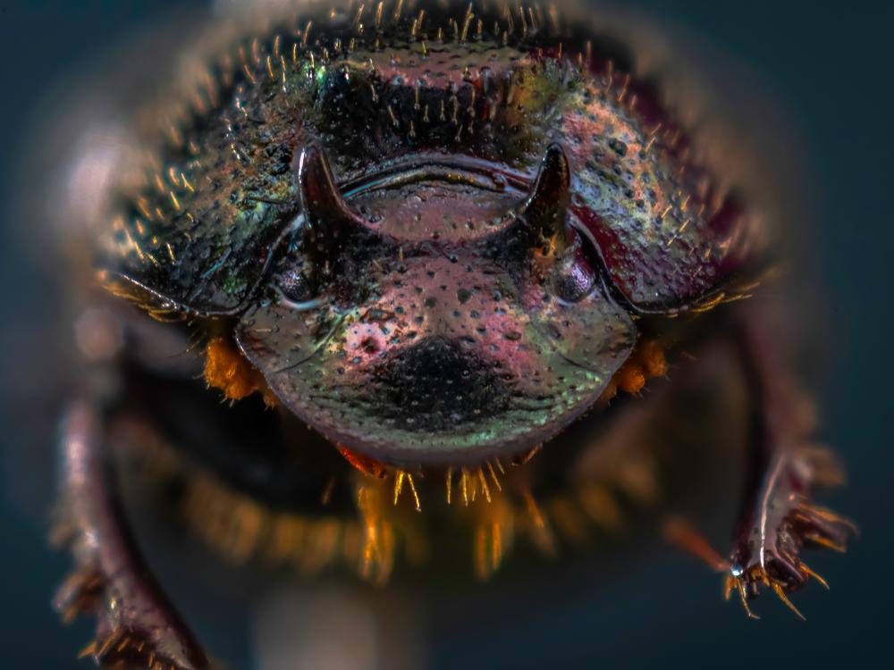 The dung beetle gets its closeup. The portrait was made using a technique called photo stacking, in which the camera is on a rail, the focus is locked, and after every exposure, the camera is nudged forward from the tip of the face to the back of the head. The portrait comprises many of the photos, sometimes as many as 100.