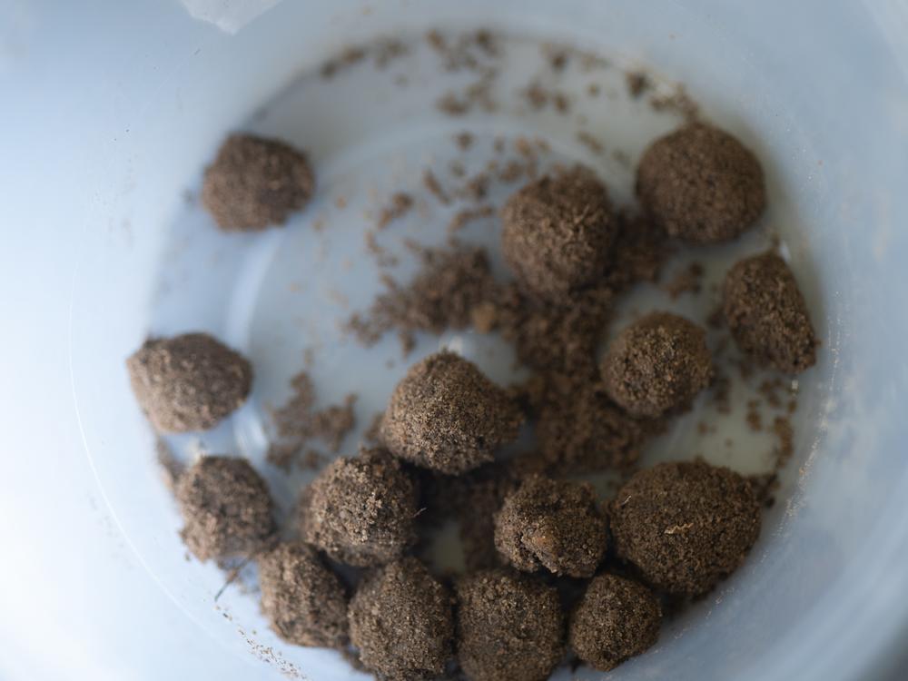 Dung beetles fashion these brood balls out of dung to house their newly laid eggs.