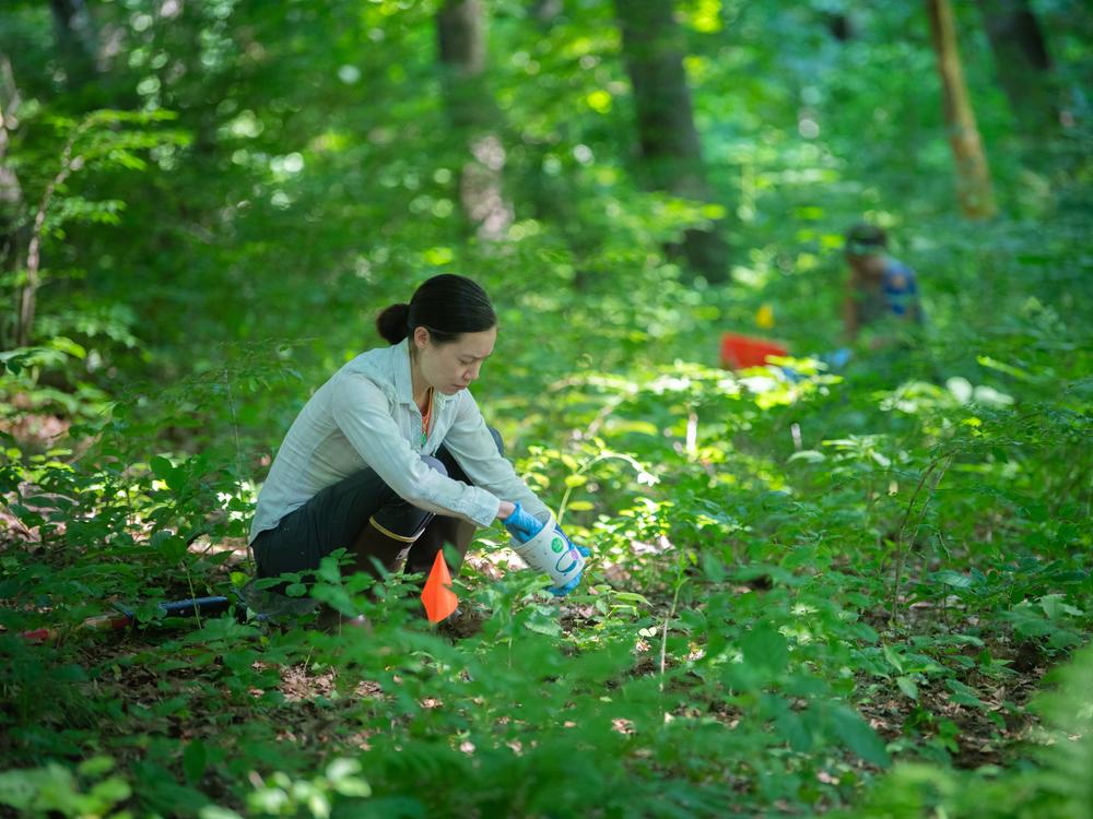 Dr. Erin McCullough collecting dung beetles in Massachusetts in July.