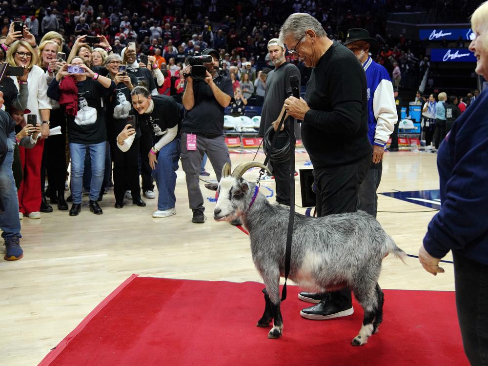 Connecticut Huskies head coach Geno Auriemma is presented with a goat after becoming the NCAA all-time basketball wins leader on Wednesday in Storrs, Conn.