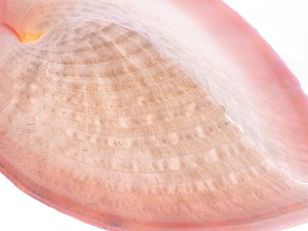 Scientists found that the little windows in the heart cockle shells stream more than twice as much useful sunlight into their interiors for their algal tenants than harmful UV radiation.