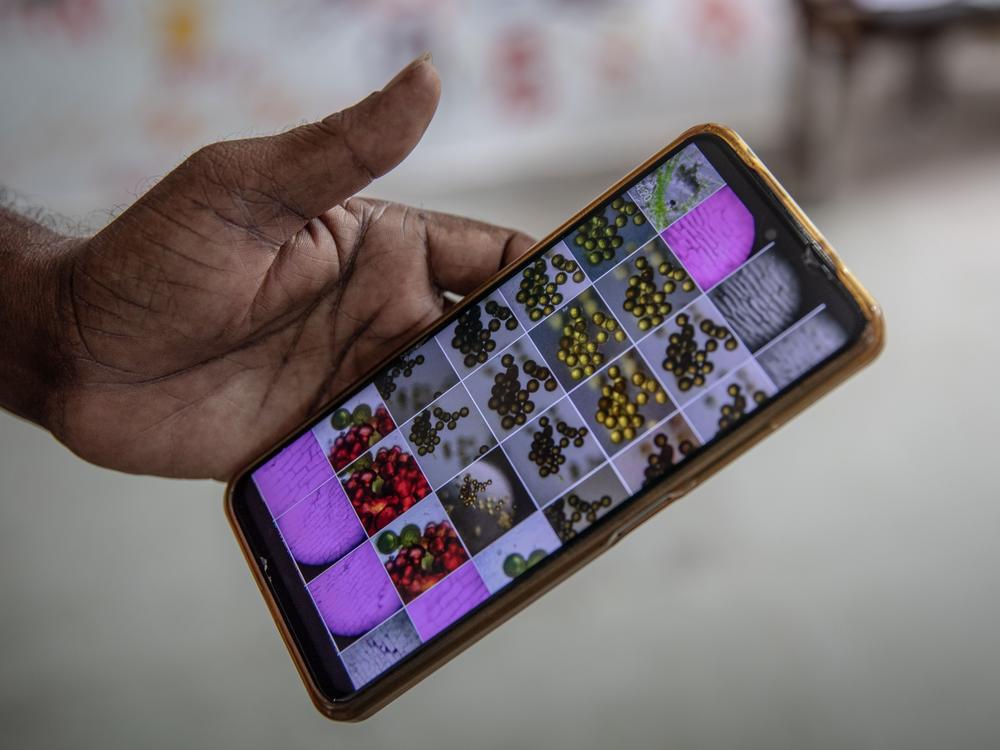Photographs of specimens that Eden School students have examined under the Foldscope.