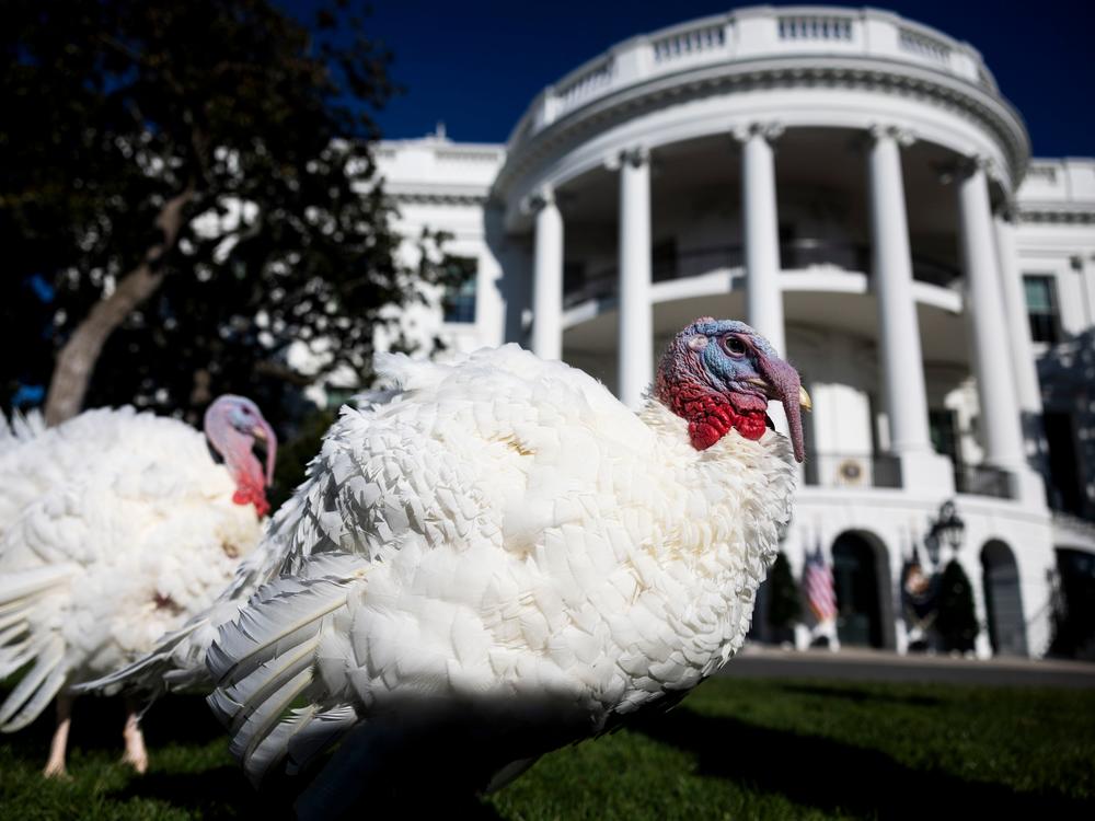 Peach and Blossom, the 2024 National Thanksgiving Turkeys, prior to receiving a pardon from President Biden, not pictured, on the South Lawn of the White House on Nov. 25. The National Thanksgiving Turkeys were raised in Minnesota.