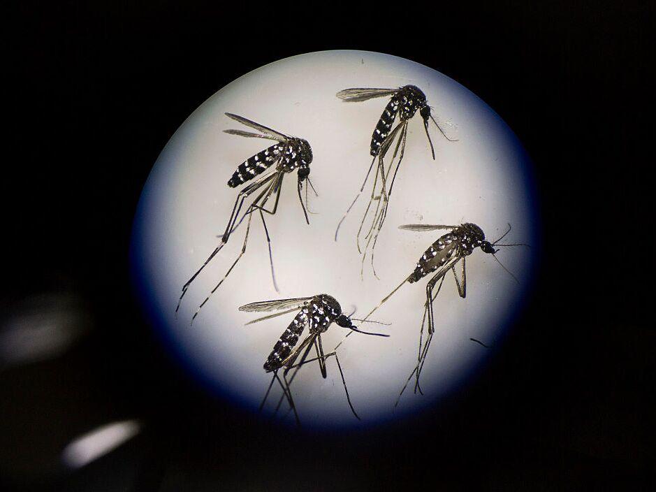 Dengue fever is spread by two species of mosquito. Adult females of one of those species, Aedes albopictus, are examined under a microscope. Each species thrives under particular weather conditions. Climate change is expanding those ideal zones into many new parts of the world, increasing the number of cases.