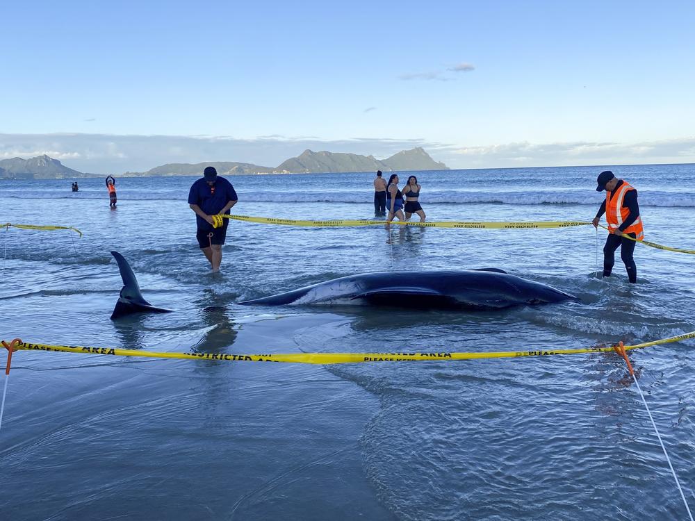 Rescuers rope off an area around a dead pilot whale that was stranded on Ruakākā Beach in northland, New Zealand on Sunday.