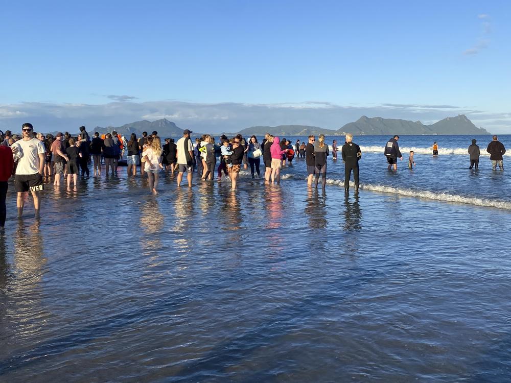 Rescuers stand in the water as they help refloat stranded pilot whales on Ruakākā Beach in northland, New Zealand on Sunday.