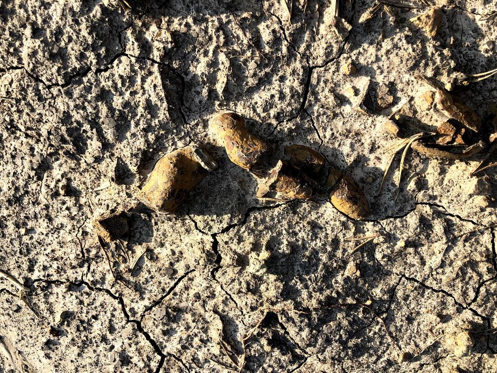 Coprolites contain fish scales, insects and other tasty treats enjoyed by dinosaurs.