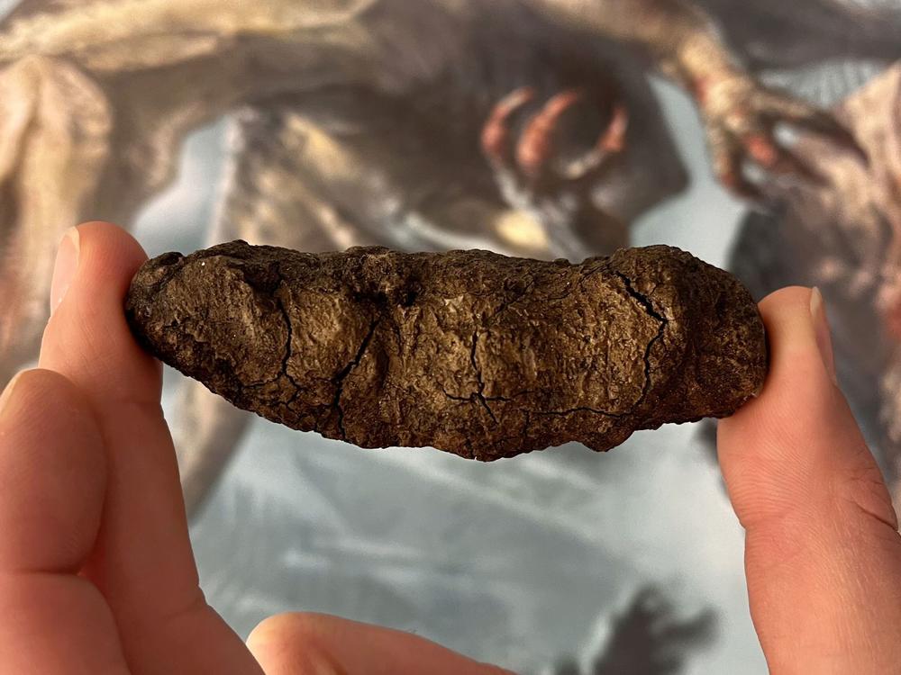 Researchers used fossilized poos, known scientifically as coprolites, to learn more about how dinosaurs came to rule the Earth.