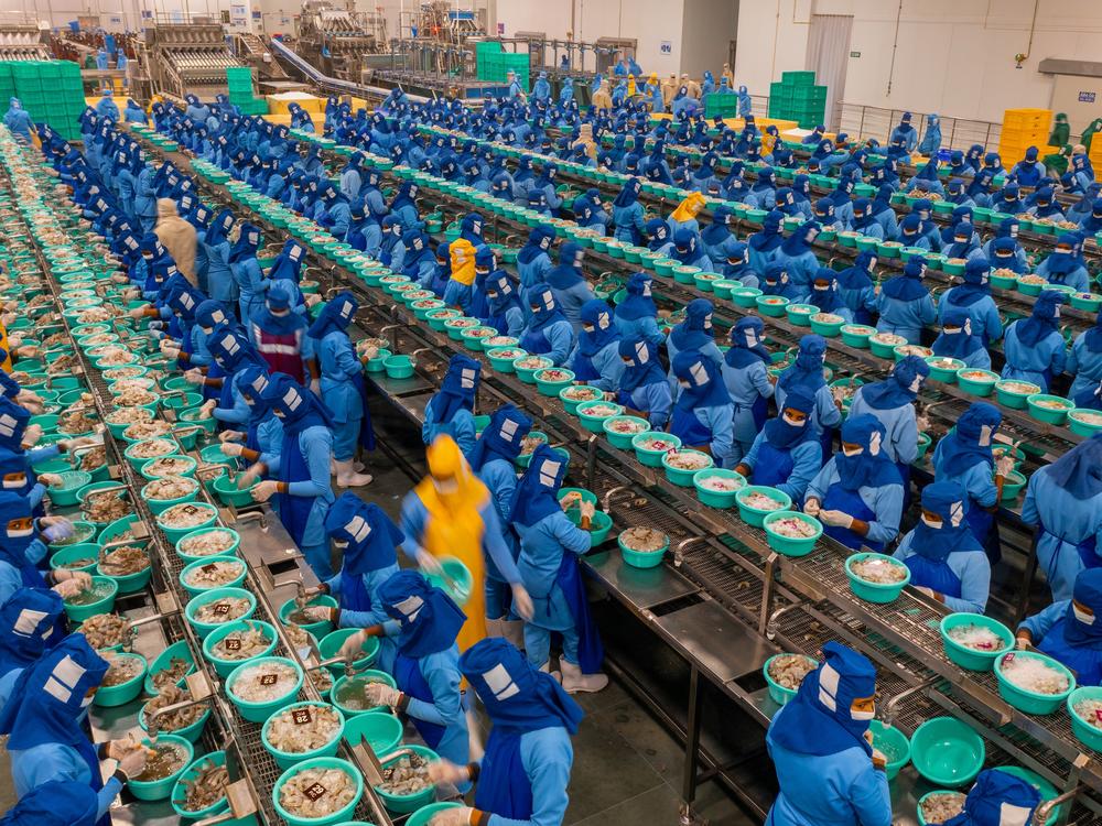 Working one shrimp at a time, women at Avanti Frozen Foods in Yerravaram, Andhra Pradesh, India, can de-shell and de-vein up to 44 tons of farmed shrimp per day from the company's 1,600 acres of shrimp ponds. Avanti is one of the largest shrimp exporters in India, which dominates the global shrimp export market. About 75% of its frozen shrimp is exported to the United States; Costco is a major customer. Shrimp is the most valuable traded marine product in the world, with an estimated market value of nearly…