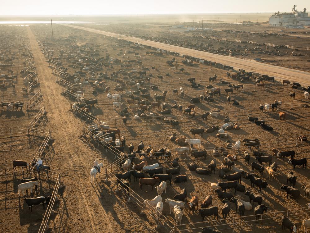 The Wrangler Feedyard in Tulia, Texas, houses about 50,000 head of cattle.