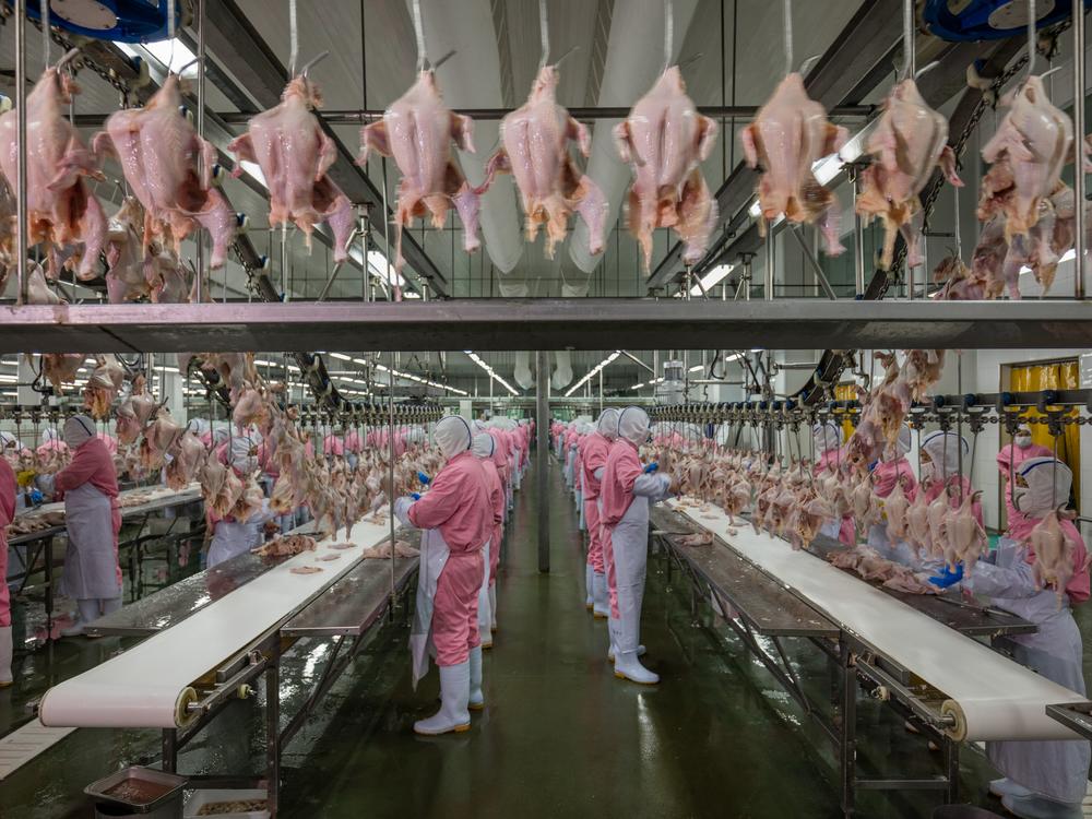 A chicken factor in China.