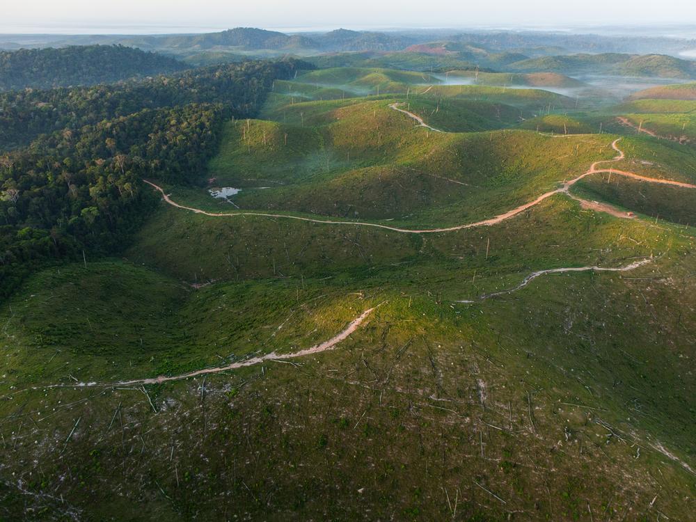 This photo shows paths of deforestation carved by illegal clearcutting for cattle farms, logging and gold mining in Pará State, near Itaituba in Brazil.