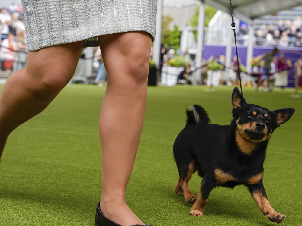 Handler Jessica Plourde competes with Lancashire heeler Mando during breed group judging at the 148th Westminster Kennel Club Dog show in May in New York.