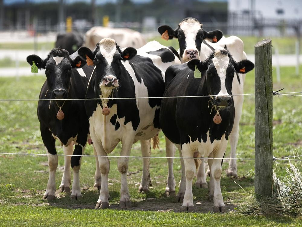 The bird flu outbreak has affected more than 650 dairy herds. Dozens of people have been infected from contact with infected cattle and poultry.