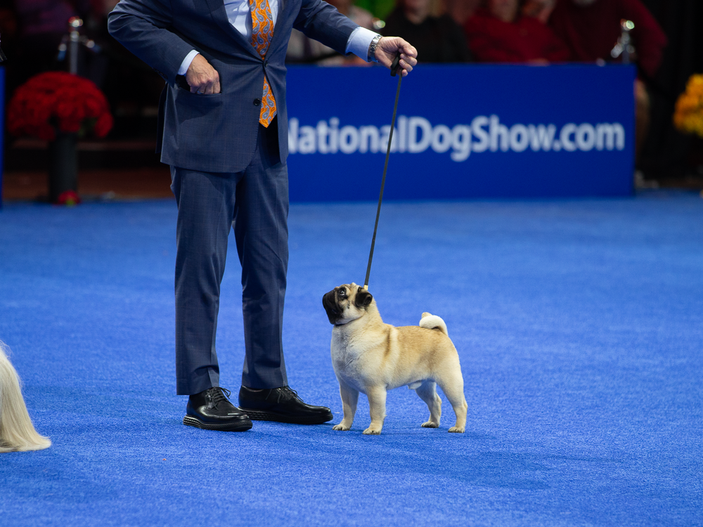 Vito the award-winning pug stands on the floor of the National Dog Show.