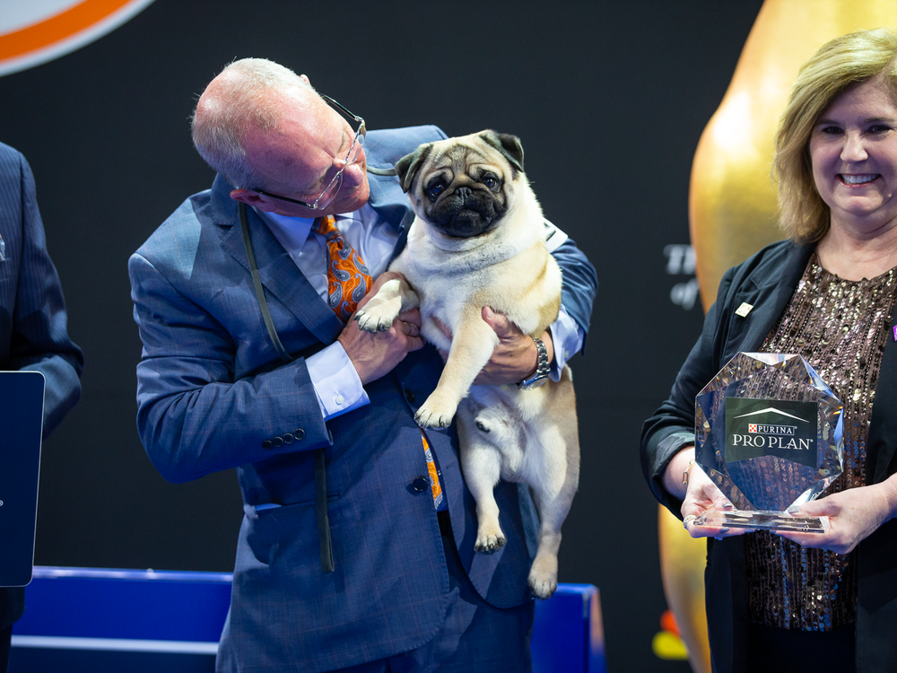 Vito the pug and handler Michael Scott are presented with Best in Show honors at the 2024 National Dog Show.