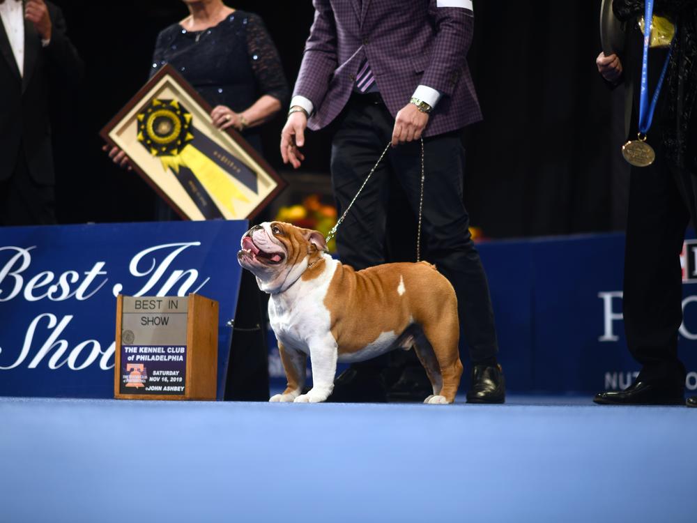 Thor the bulldog wins 