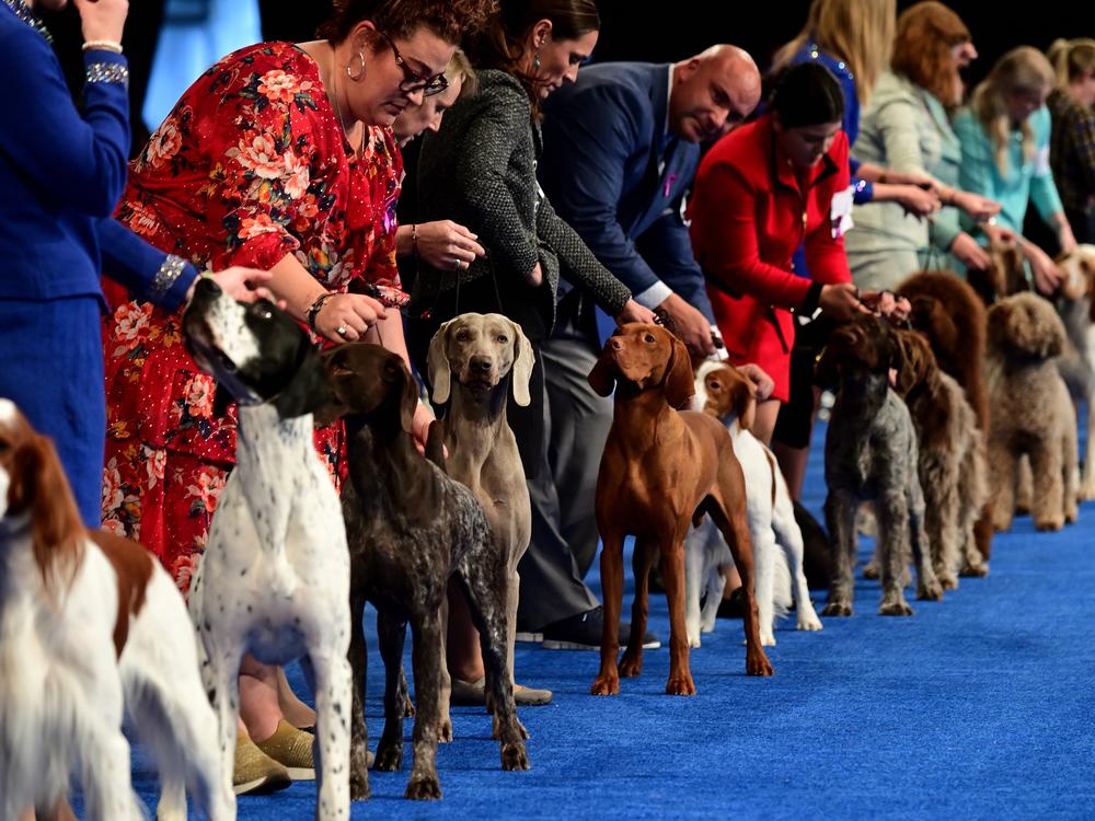 Handlers show their hounds during the National Dog Show in 2022 in Oaks, Pennsylvania.