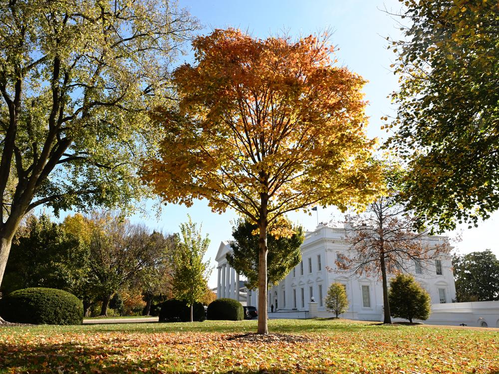 The White House, as seen on Election Day on Nov. 5, 2024.