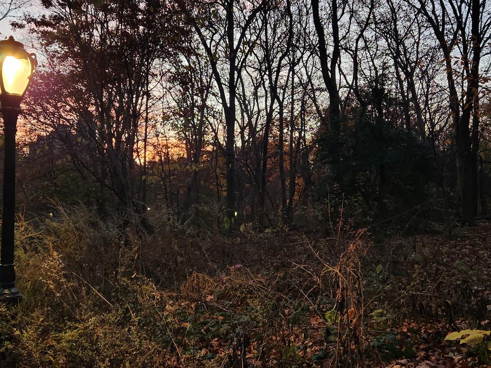 After hiking through New York City under the stars, NPR's Brian Mann watched the sun rise from the Ramble, the 36-acre wild forest in the heart of Central Park.  A Narnia-like lamp post glows in the thicket.