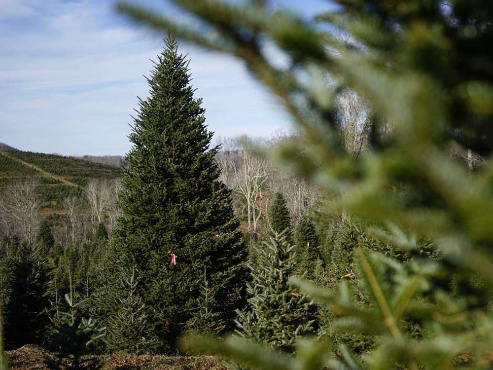 The official White House Christmas tree, a 20-foot Fraser fir, is seen at Cartner's Christmas Tree Farm in Newland, N.C., on Nov. 13.