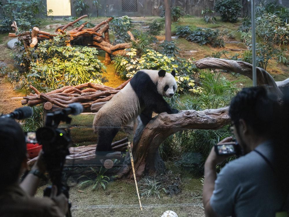 The Beijing-gifted giant panda An An makes his debut appearance to media in Ocean Park during a preview event in Hong Kong, on Monday.