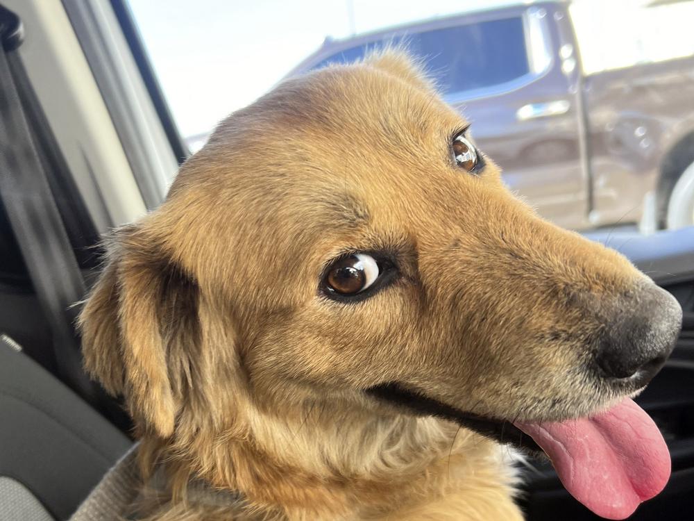 This image released by the U.S. Coast Guard, shows Connie the container dog, which was found trapped inside a shipping container on  Jan. 31, 2024.