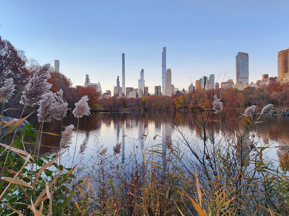 New York City shimmers sunrise.  From the wildest corners of Central Park, the city is framed by forests. The sound of traffic and sirens is softened by the murmur of streams and geese taking flight from lakes.