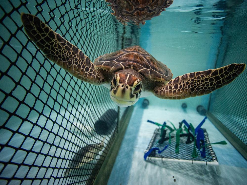 A Green sea turtle swims in its holding tank at the Sea Turtle Hospital in the New England Aquarium's Animal Care Center in Quincy, Massachusetts, on July 10, 2024.