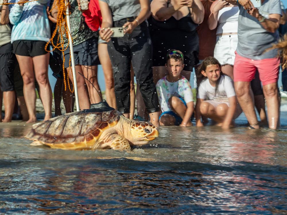 A rehabilitated Loggerhead sea turtle swims into the ocean after being released by New England Aquarium biologists, in West Dennis, Massachusetts, on July 10, 2024.