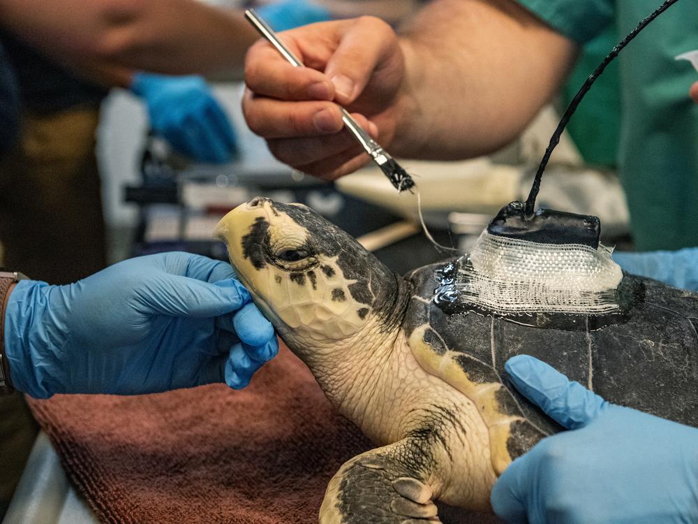 New England Aquarium biologists and volunteers attach a Kemp's ridley sea turtle with a satellite tag at the Sea Turtle Hospital in the New England Aquarium's Animal Care Center in Quincy, Massachusetts, on July 10, 2024.