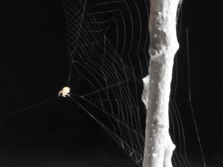 The ray spider is about the size of a grain of sand, yet it weaves a web with a twist to help it catch its prey.