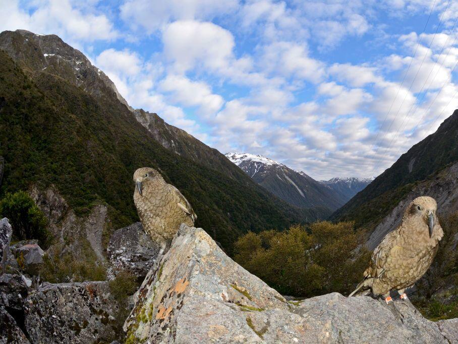Two Kea birds, Arthurs Pass South Island New Zealand.  The species is listed as threatened in that country and climate change is among the reasons their numbers are in danger.