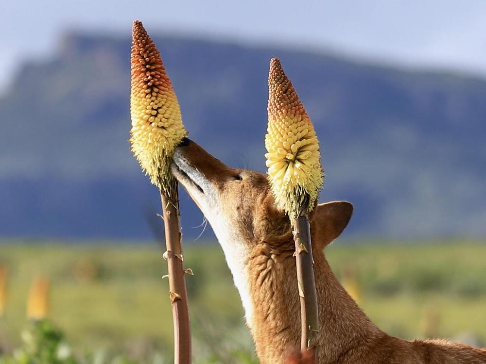 An Ethiopian wolf and a red hot poker flower.