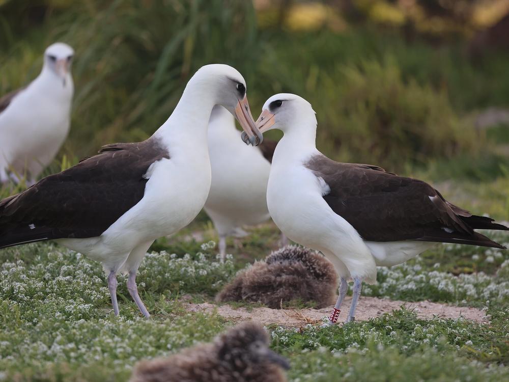 After her longtime mate was a no-show during the migration to their nesting site, Wisdom was seen mingling with potential suitors at Midway Atoll National Wildlife Refuge earlier this year.