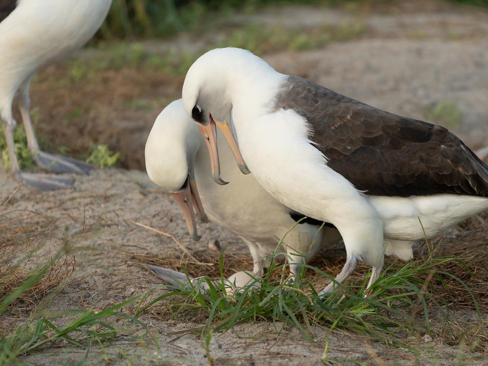 Wisdom (center right), a Laysan albatross first banded in 1956, stands with her new partner as they admire their recently laid egg at Midway Atoll National Wildlife Refuge in late November.