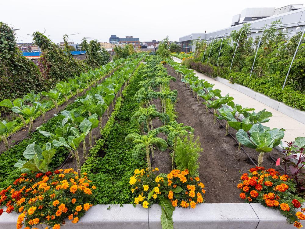 The rooftop garden at the Boston Medical Center administration building.