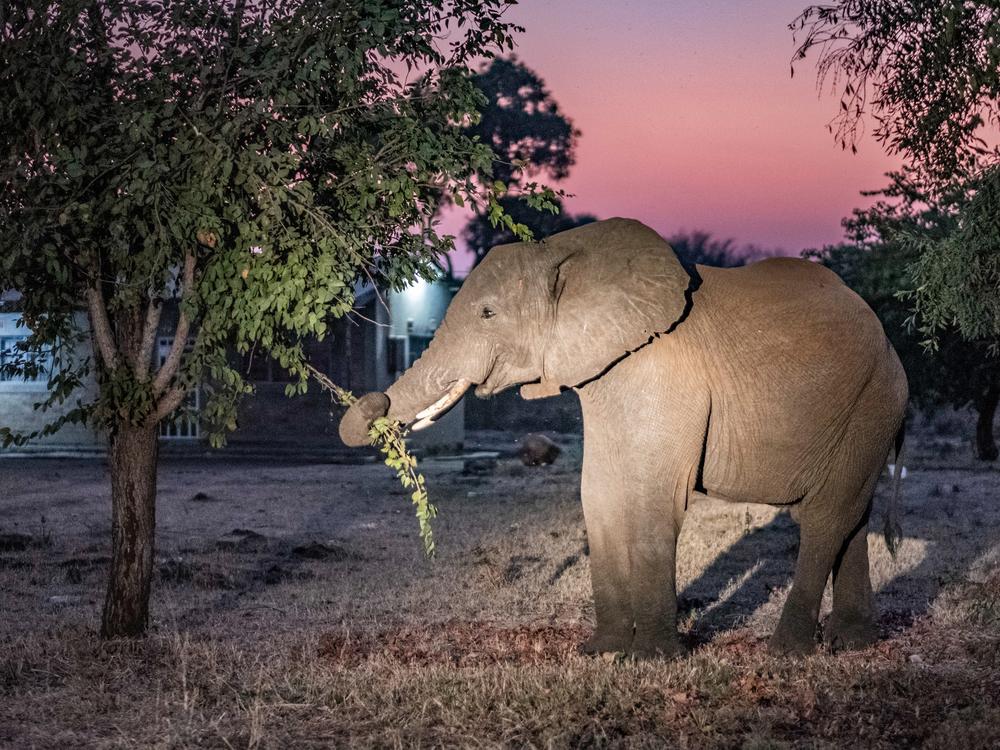 An elephant eats foliage in the yard of a home on the edge of Livingstone, Zambia.