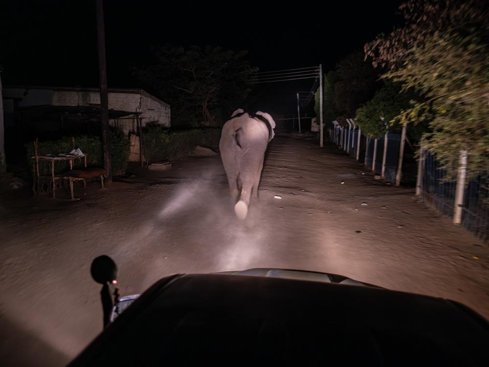 The Elephant Response Team herds an elephant along a suburban street back toward Mosi-oa-Tunya National Park in Livingstone, Zambia.